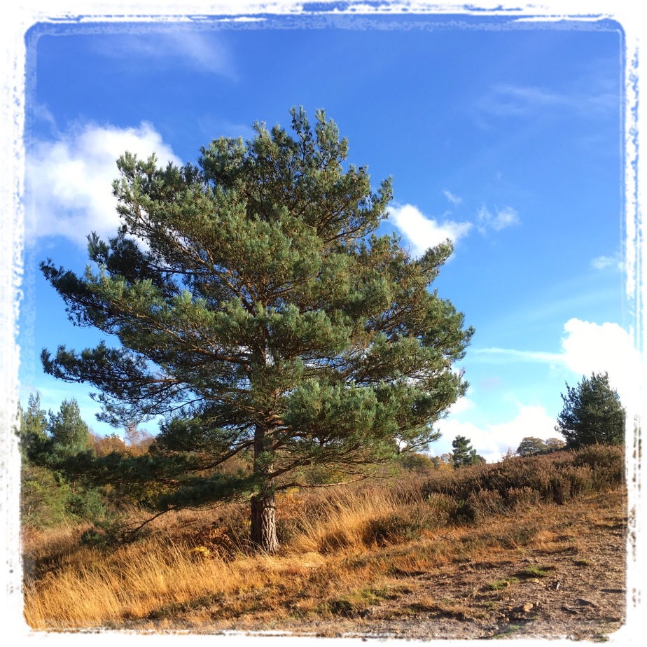 pine tree ashdown forest