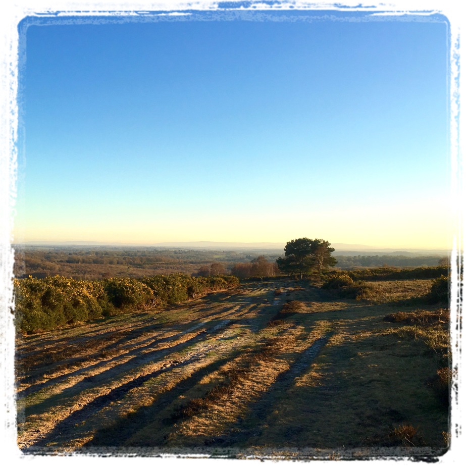 late afternoon ashdown forest